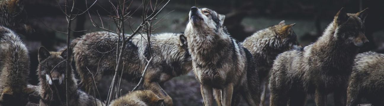 Stonewolf
